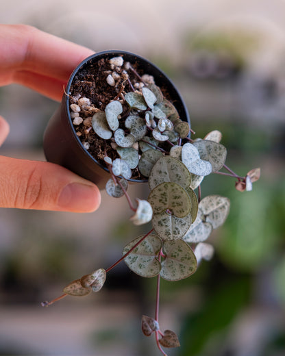 Ceropegia woodii or string of hearts