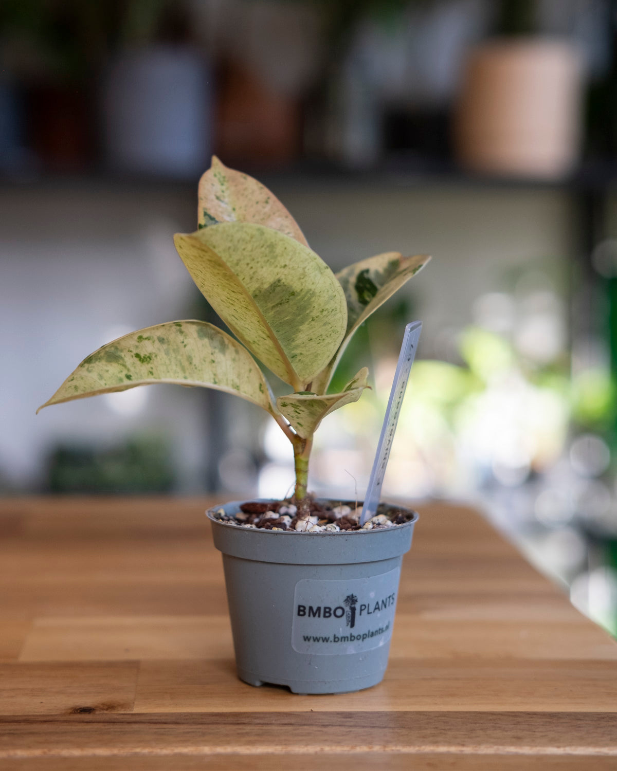 Ficus shivereana or moonshine baby plant