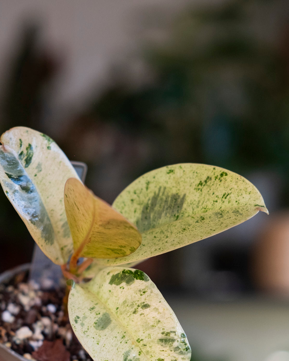 Ficus shivereana or moonshine baby plant, cream and dark green variegation