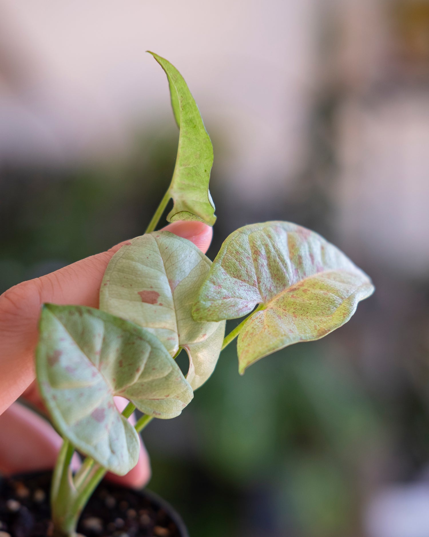 Close up of baby Syngonium Milk Confetti leaf