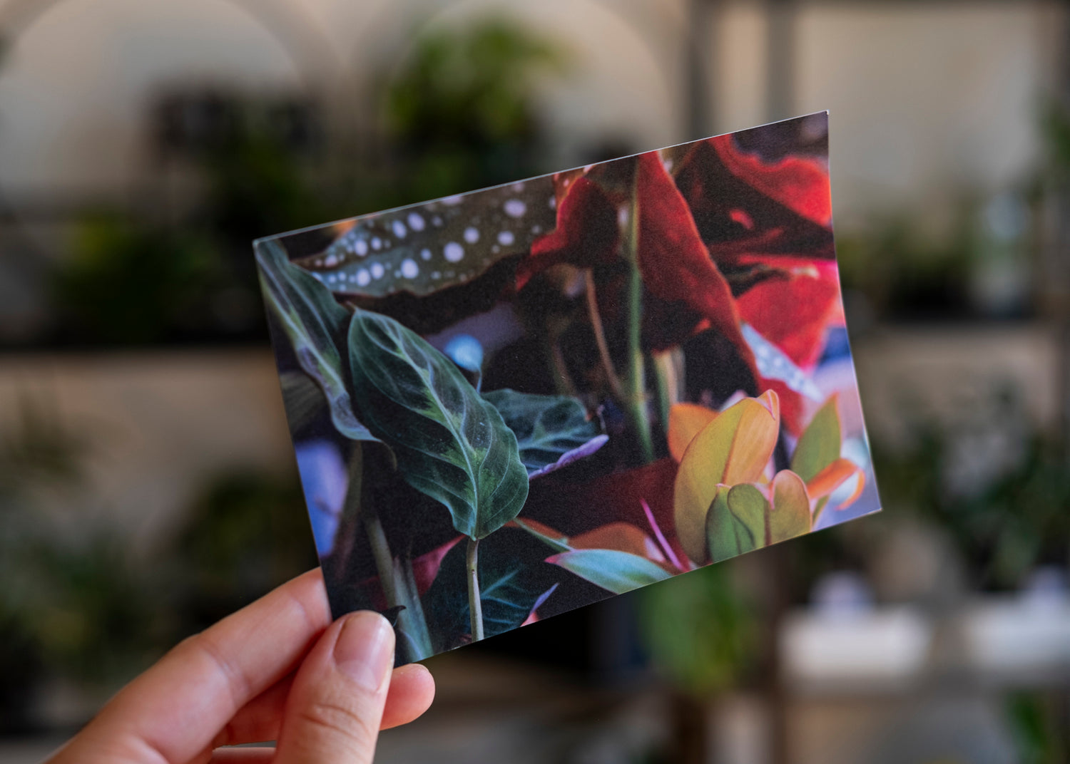 Plant postcard containing calatheas, philodendrons, and begonias