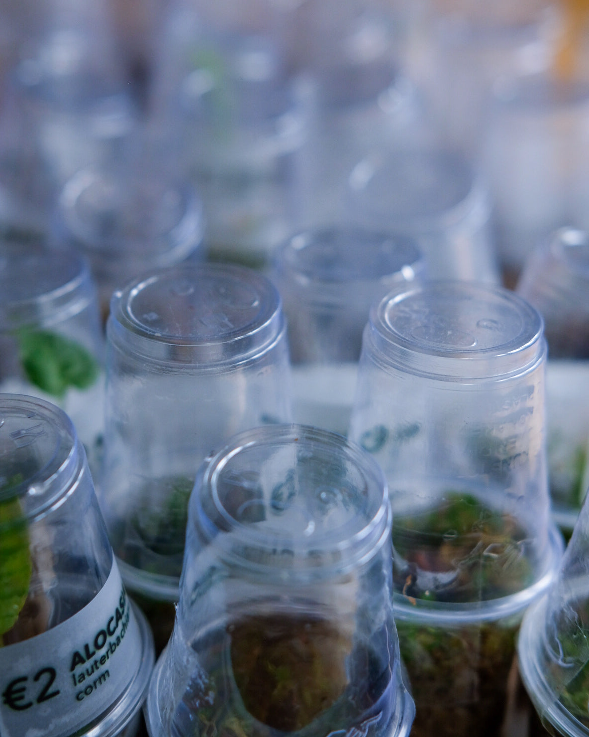 Close up of mini alocasia corm greenhouses