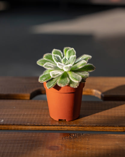 Echeveria setosa XS