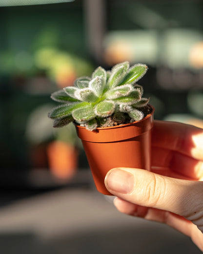 Echeveria setosa XS