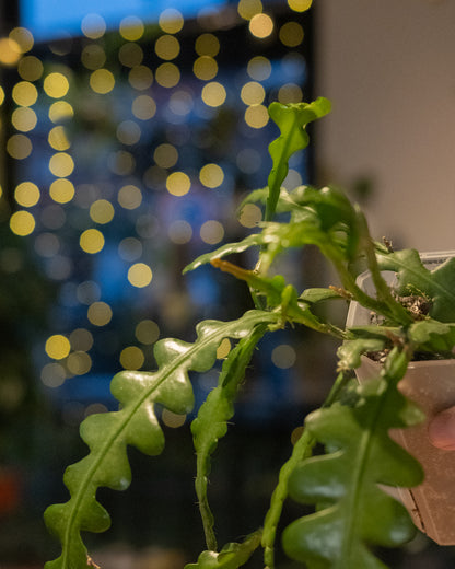 Epiphyllum anguliger M