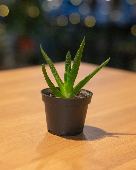 Gasteria d’due XS