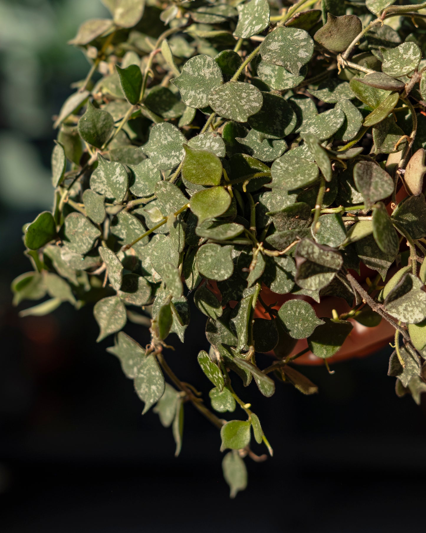 Hoya curtsii M