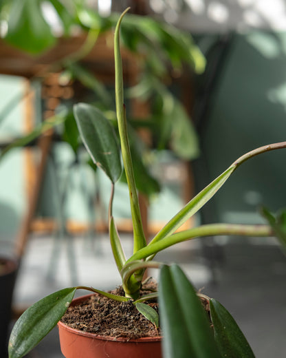 Philodendron joepii M