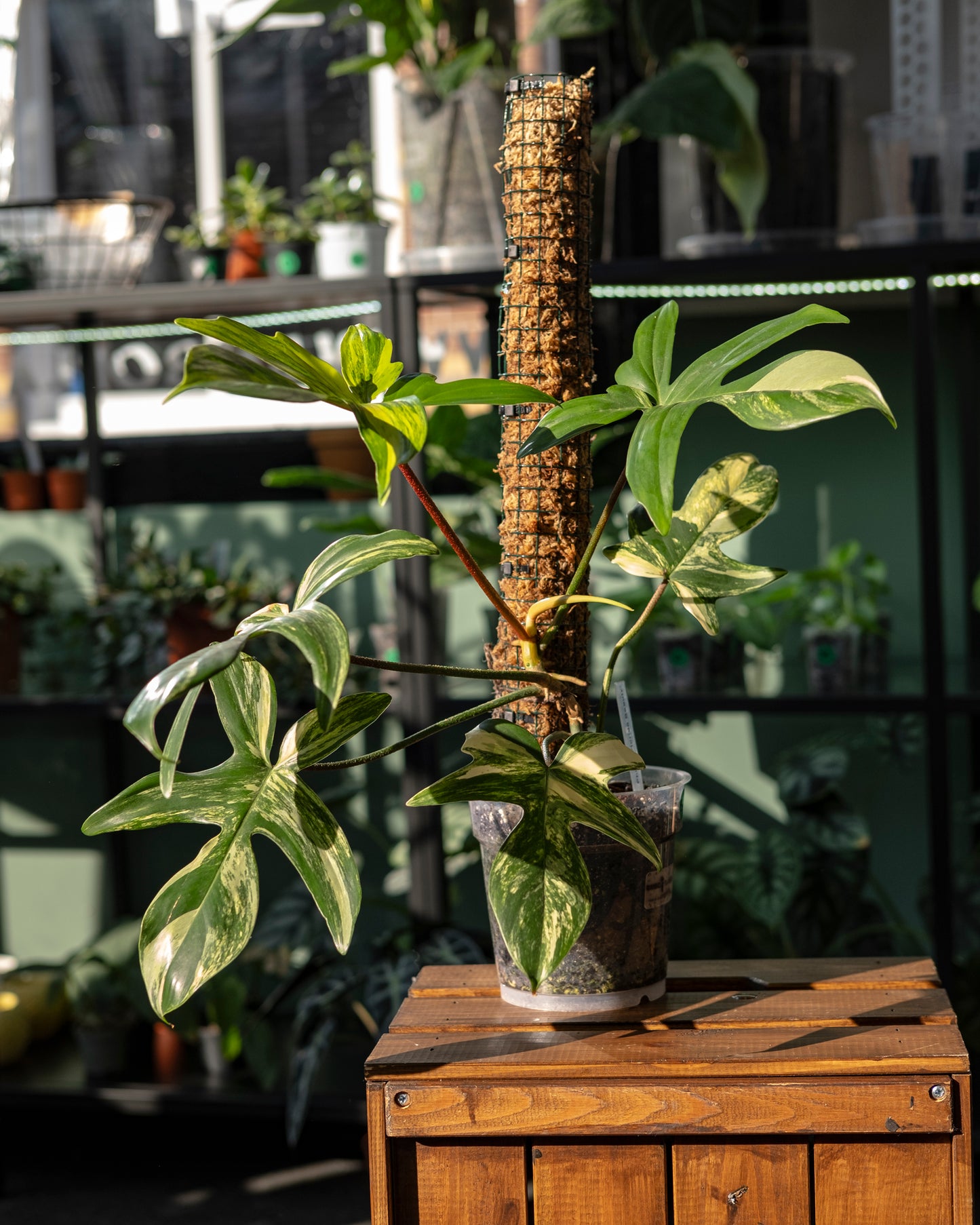 Philodendron 'Florida Beauty' + Moss Pole