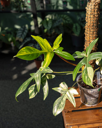 Philodendron 'Florida Beauty' + Moss Pole