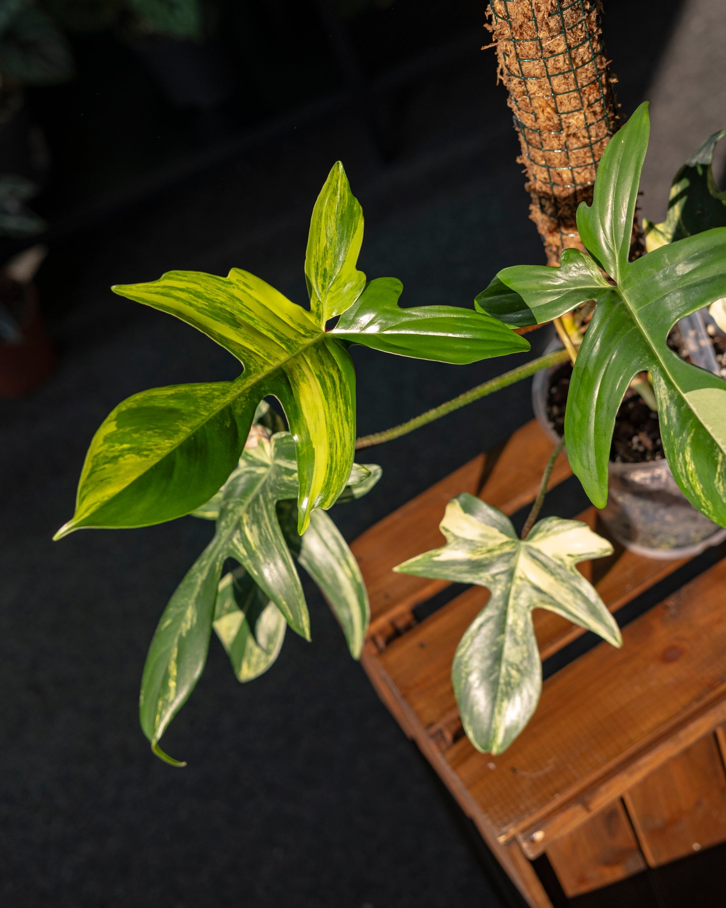 Philodendron 'Florida Beauty' + Moss Pole