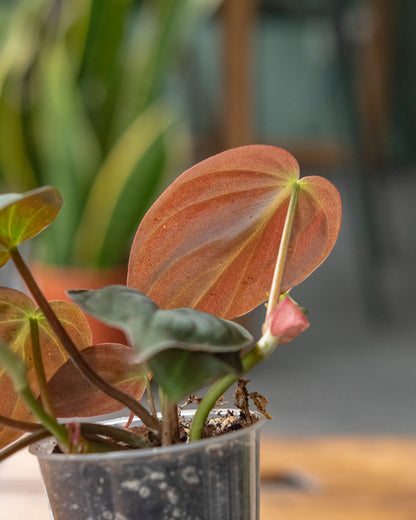Philodendron Micans XS