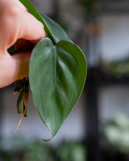 Philodendron scandens (Cuttings)