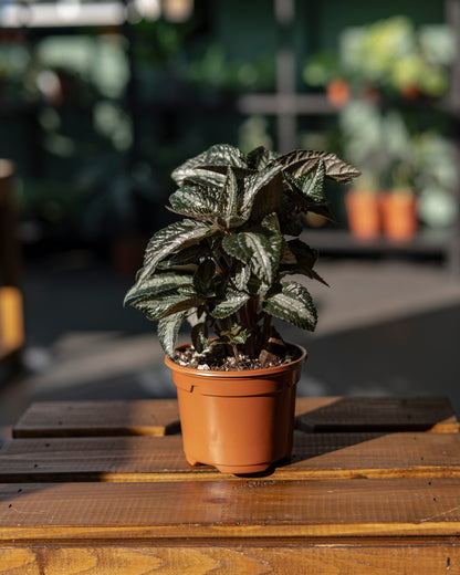 Pilea 'Silver Tree' S