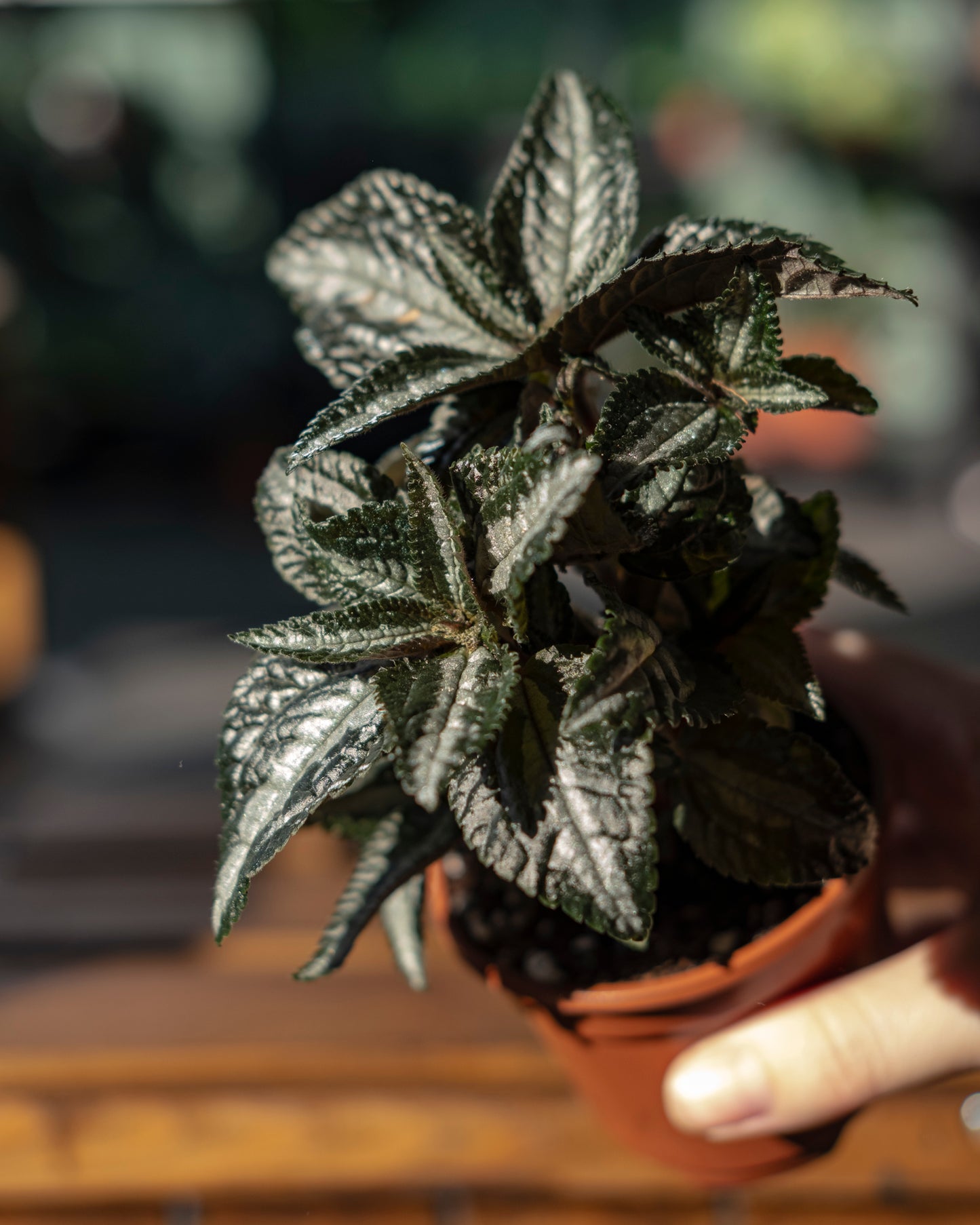 Pilea 'Silver Tree' S