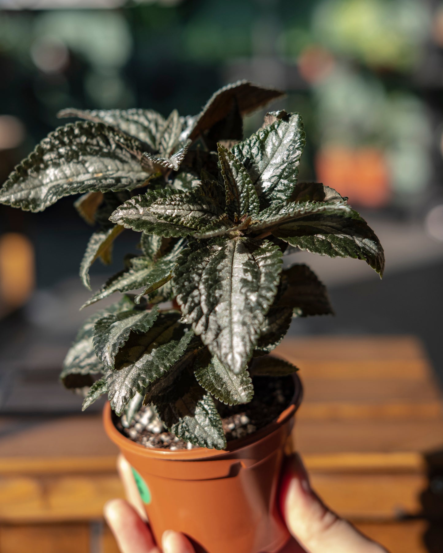 Pilea 'Silver Tree' S