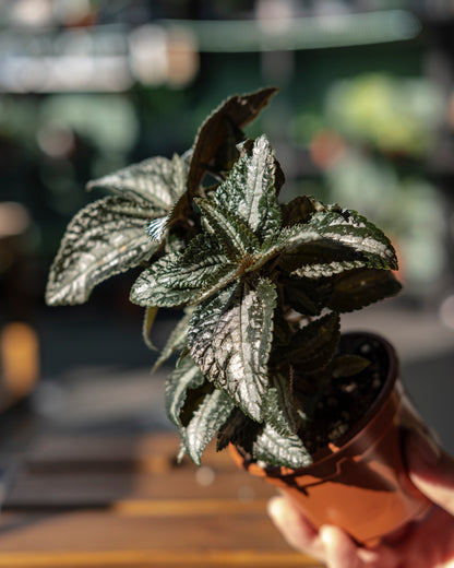 Pilea 'Silver Tree' S