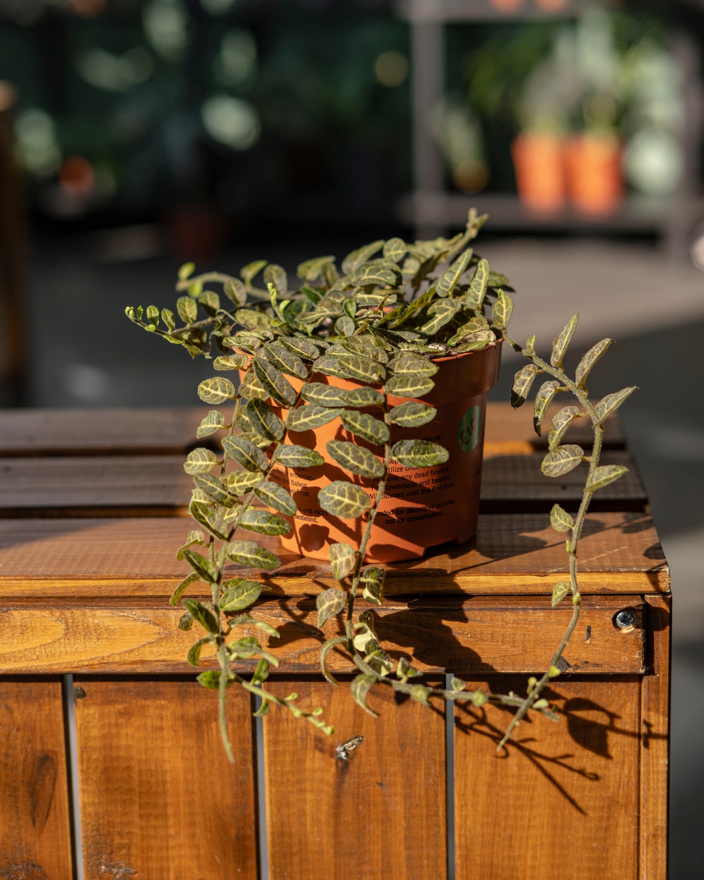 Solanum evolvulifolium S