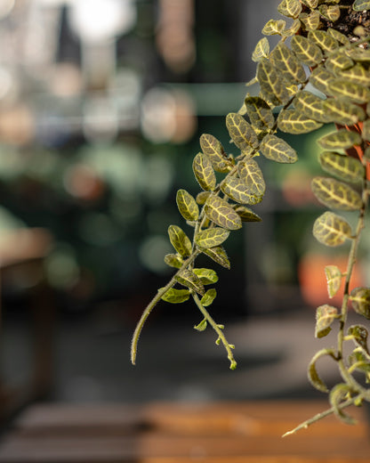 Solanum evolvulifolium S