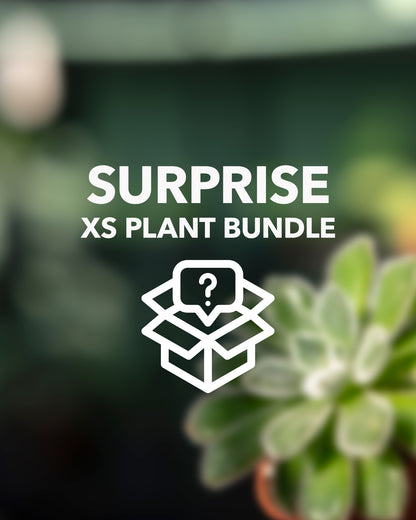 Surprise XS Plant Bundle