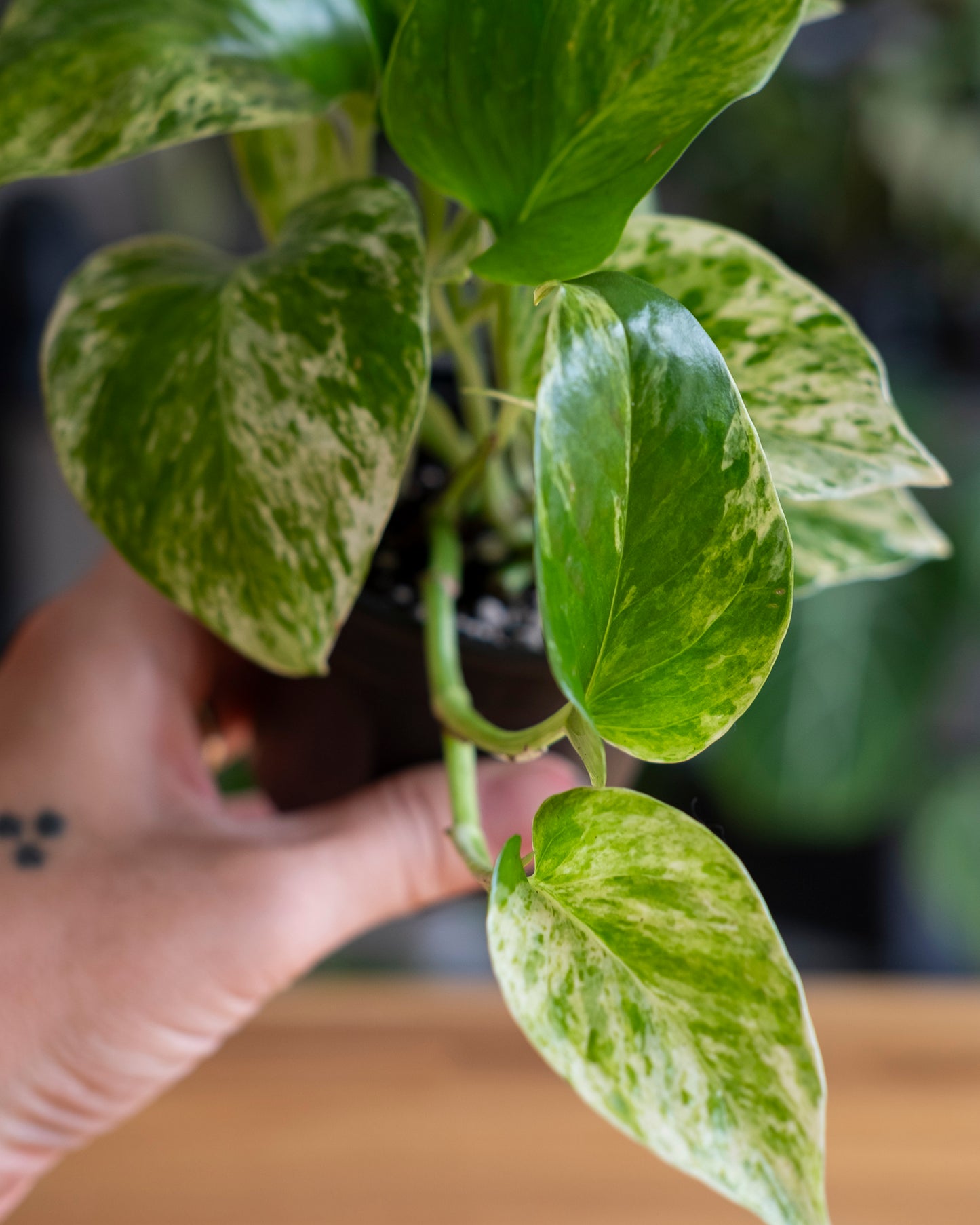 Close up of white and greent variegation of marble queen pothos