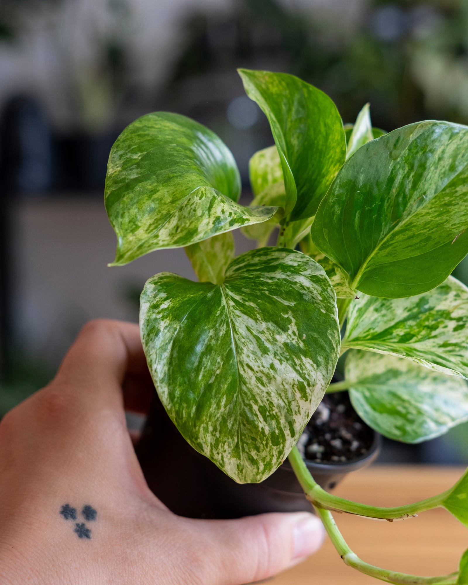 Hand holding marble queen pothos