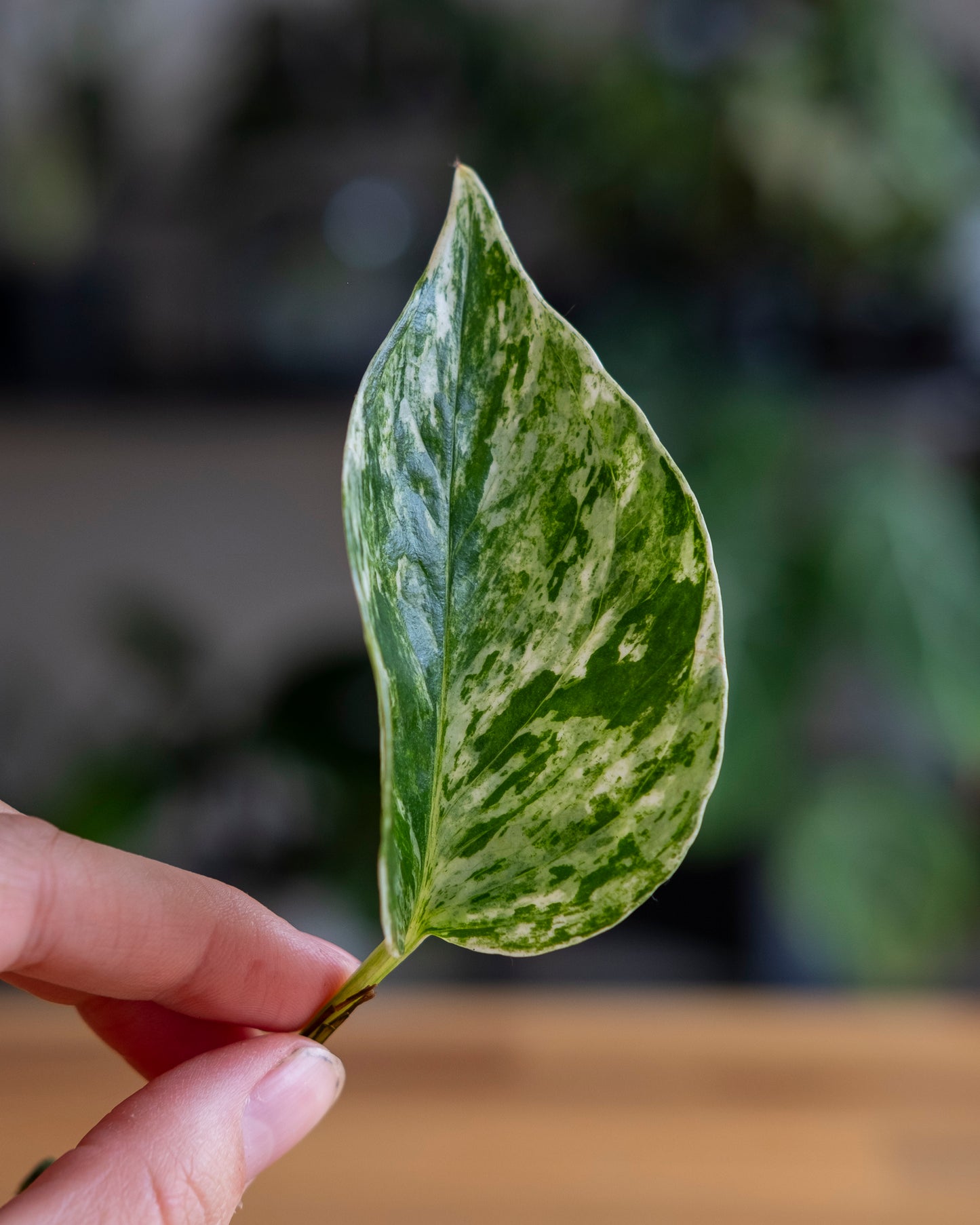 Close up of white and green variegated queen marble pothos