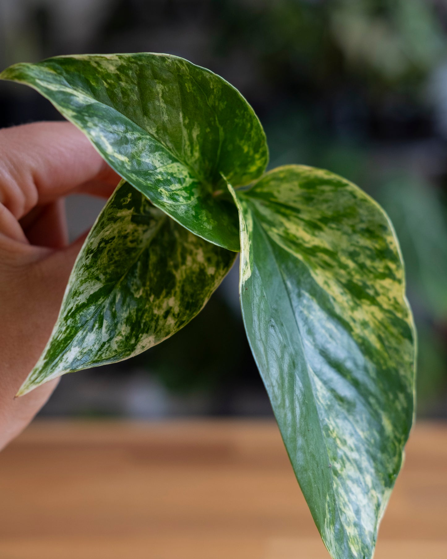 Marble queen pothos leaves