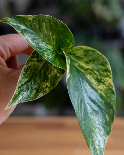 Marble queen pothos leaves