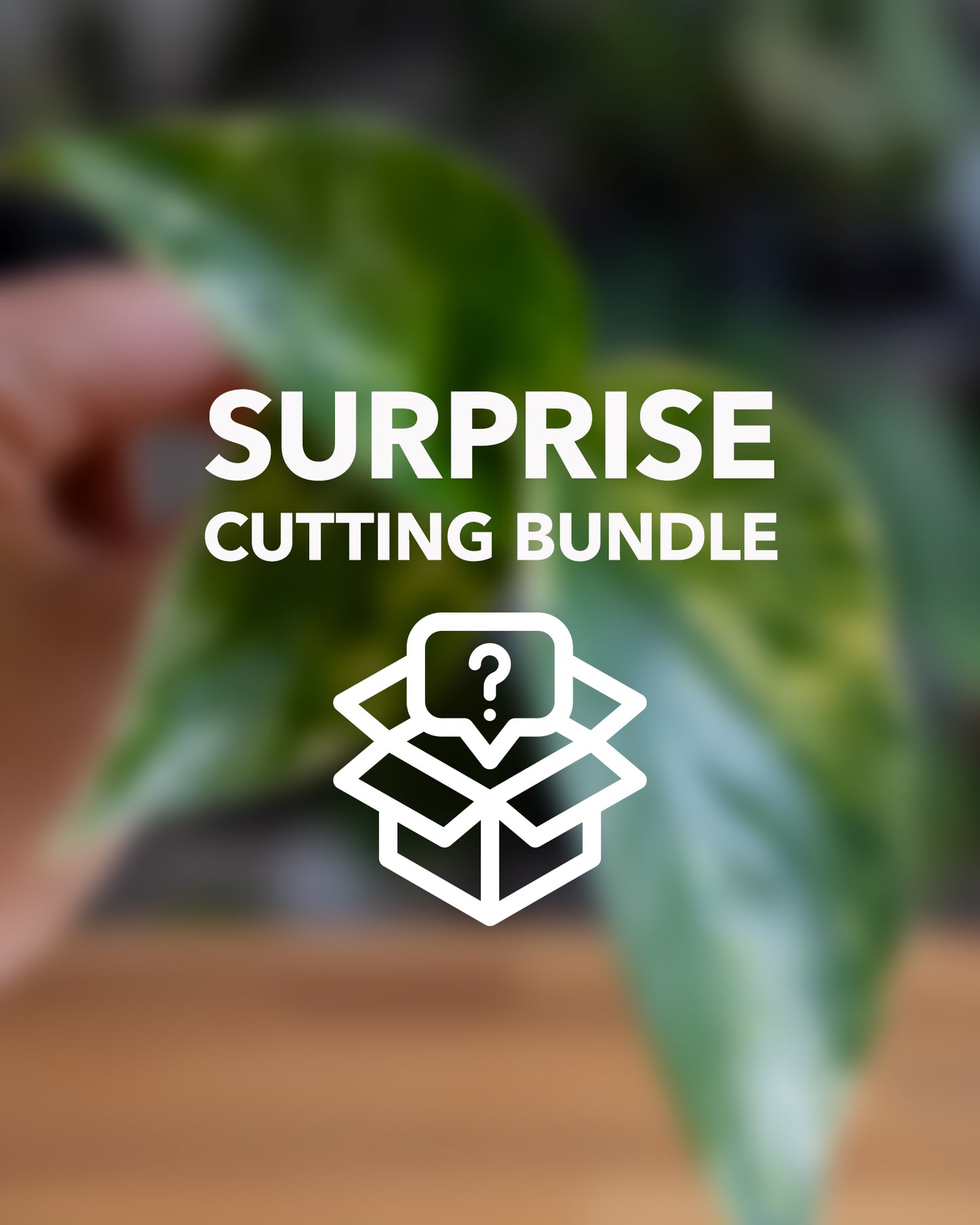 Surprise Cutting Bundle